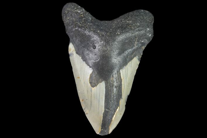 Bargain, Fossil Megalodon Tooth - North Carolina #91619